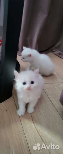 Кошки