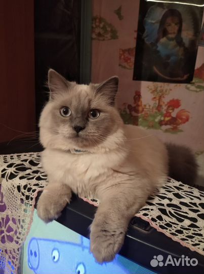 Шотландская