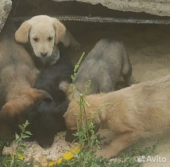 Щенки мальчики в добрые руки