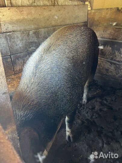 Свиноматки и хряки вьетнамскте и мангалица