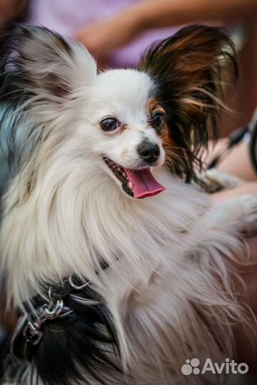 Передержка домашних животных