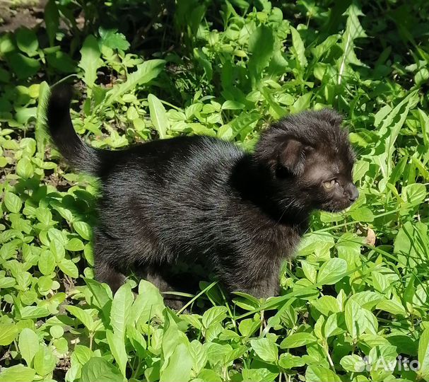 Вислоухая кошечка бесплатно
