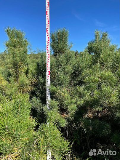 Сосна обыкновенная стриженная