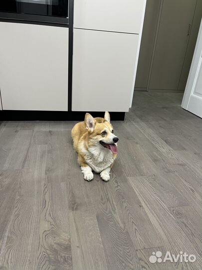 Вельш-корги вязка