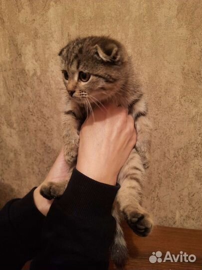 Шотландский котенок