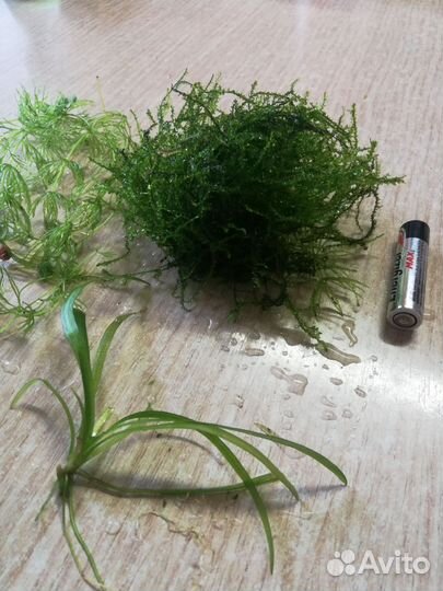 Растения для аквариума