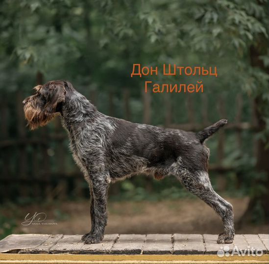 Вязка рабочий Дратхаар