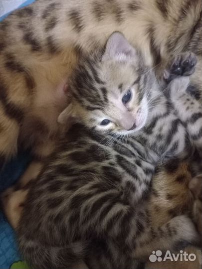 Бенгальские котята