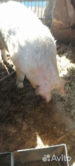 Хряк звонить с10 до19смс