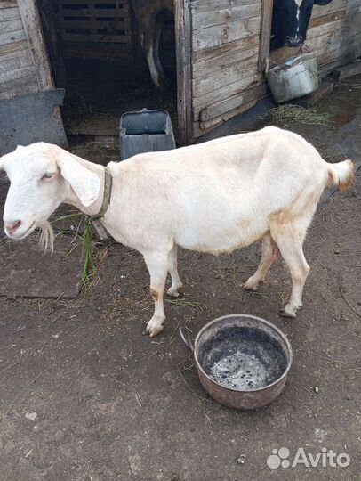 Коза дойная