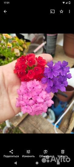 Черенки вегетативной вербены