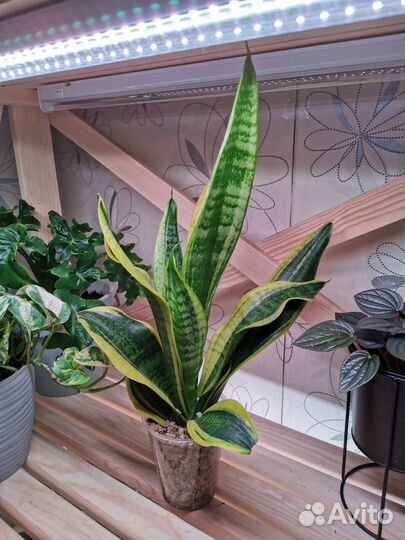 Комнатные растения: филодендрон, сансевиерия и др
