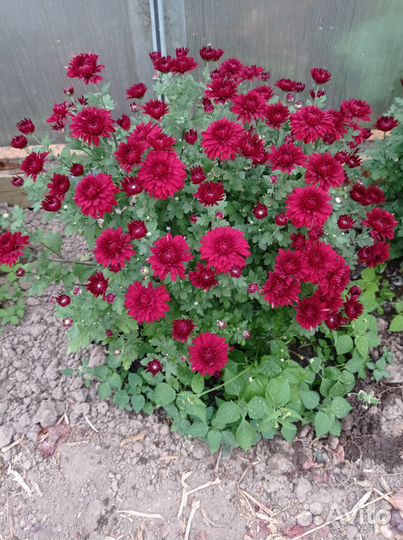 Хризантема