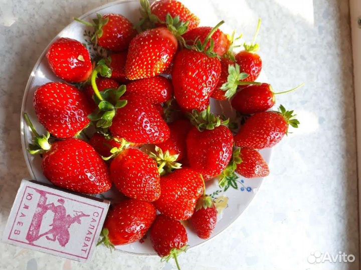 Клубника ремонтантная Альбион Маригетт