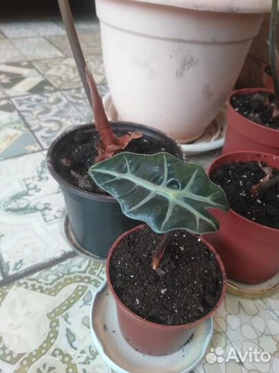 Алоказия Полли