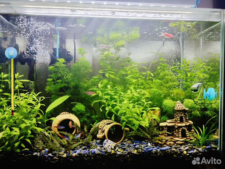 Аквариумные растения прополка