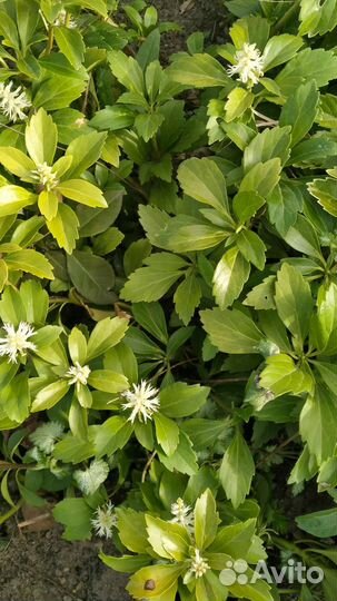 Садовые растения