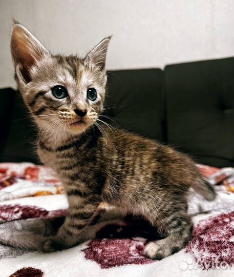 Котята отдам бесплатно