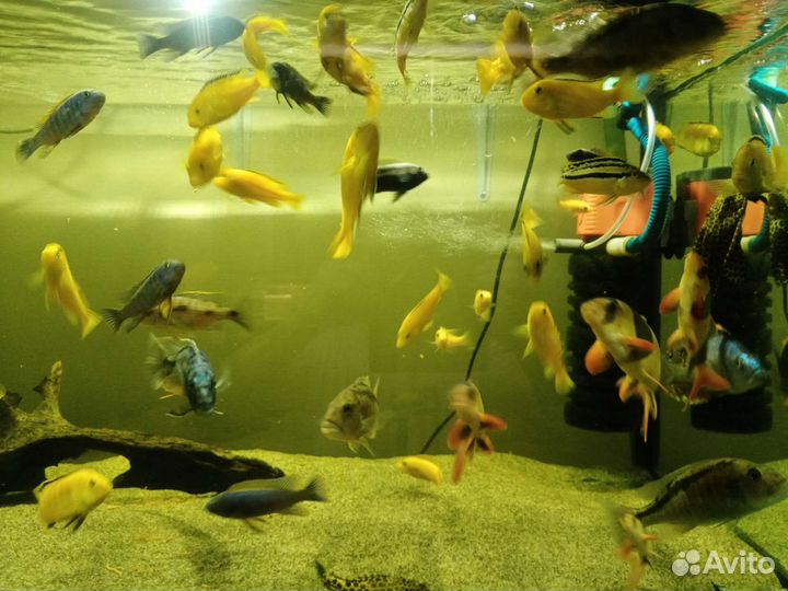 Аквариумные рыбки