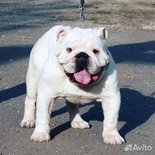 Английский бульдог (вязка)