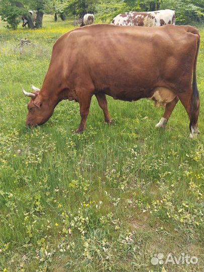 Корова дойная