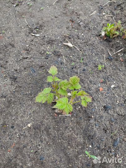 Ремонтантная малина