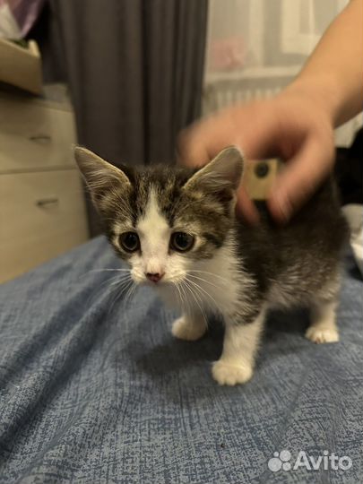 Британские котята