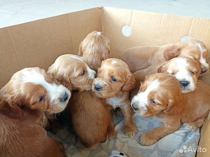 Спаниель Щенки