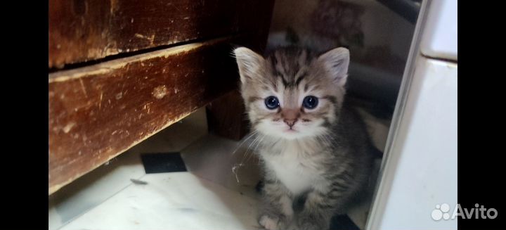 Котята в дар