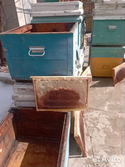 Сушь для пчел