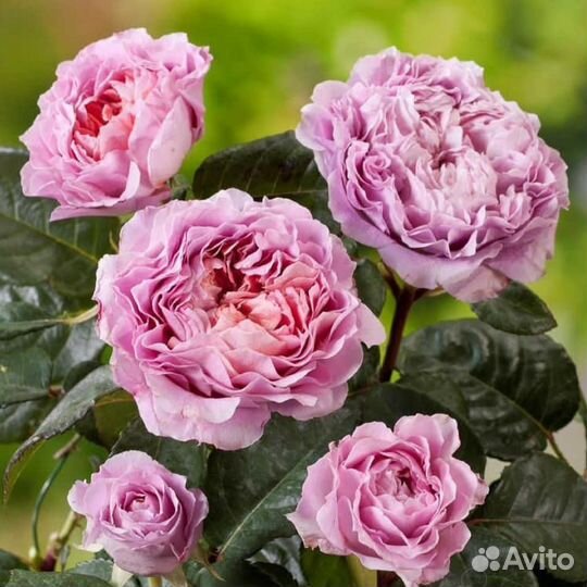 Розы плетистые,кустовые,спрей