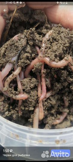 Черви для рыбалки