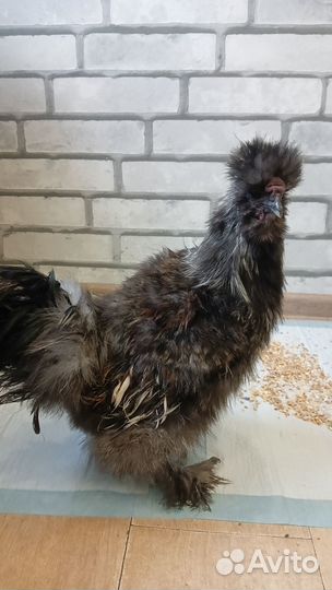 Китайские шелковые петушки