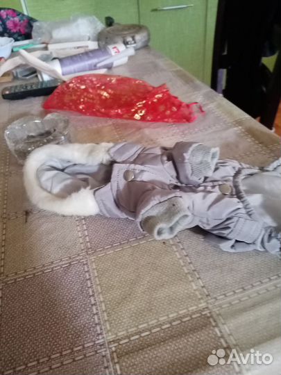 Одежда для маленьких собак