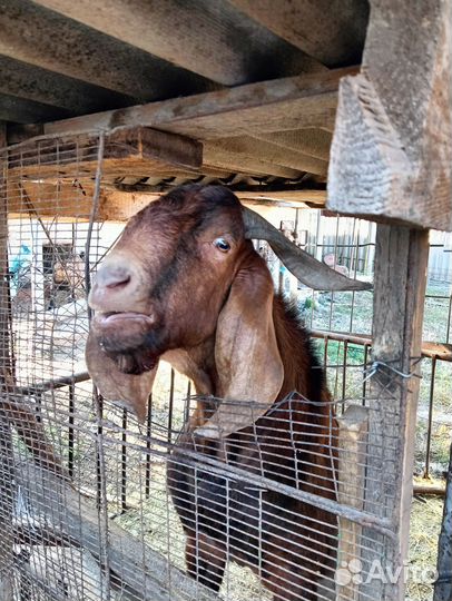 Нубийские козы козлы козлята