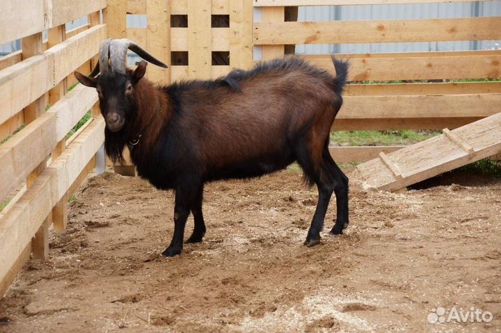 Чешский козел