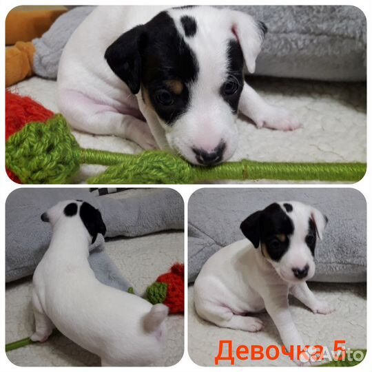 Джек рассел