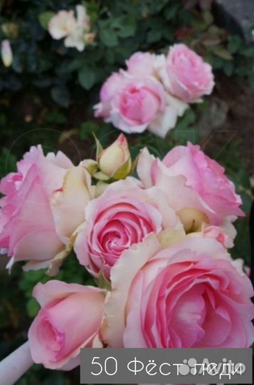 Саженцы роз