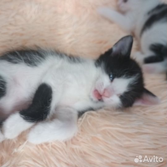 Наимилейшие котятки