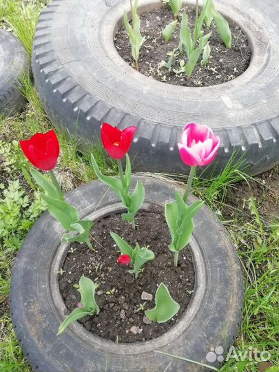 Луковицы тюльпанов