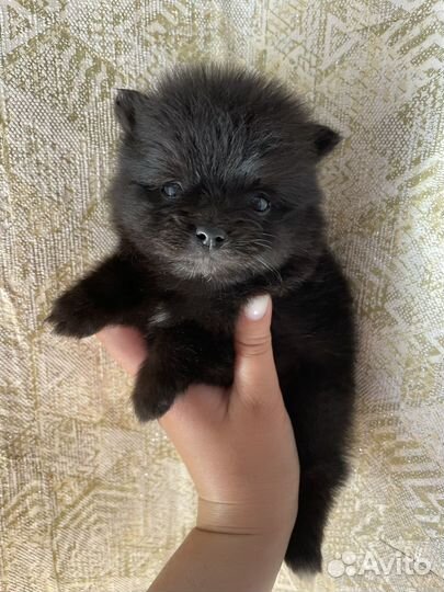 Щенок шпица. Девочка