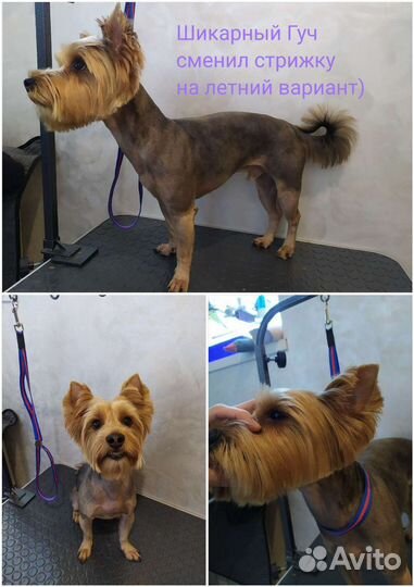 Груминг. Стрижка собак и кошек, экспресс-линька