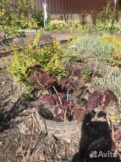 Лещина краснолистная,сирень белая,пион