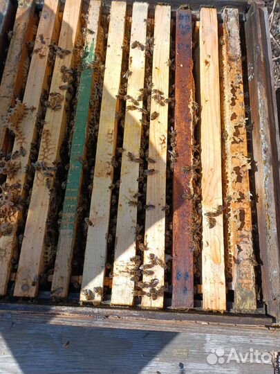 Продам пчелосемьи