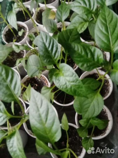 Рассада томатов, перцев и другое