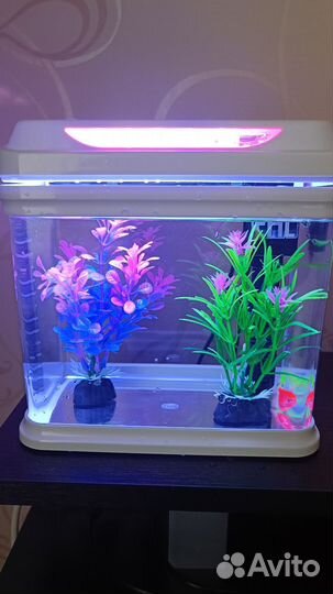Аквариум с рыбками