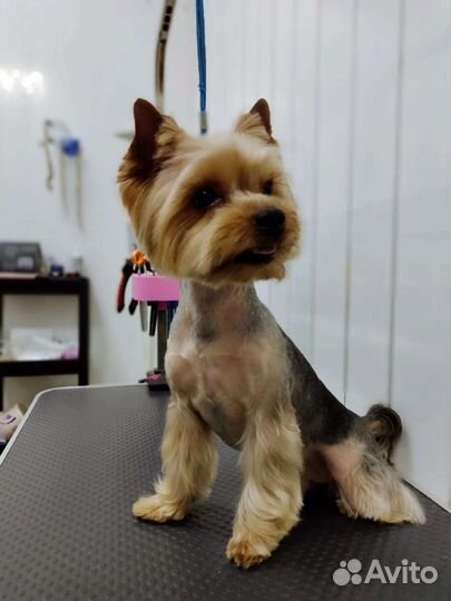 Груминг мелких пород собак