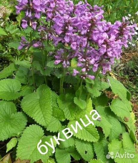 Многолетники