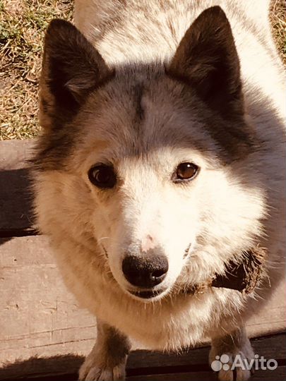 Щенки лайки