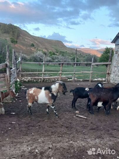 Нубийский козел 100